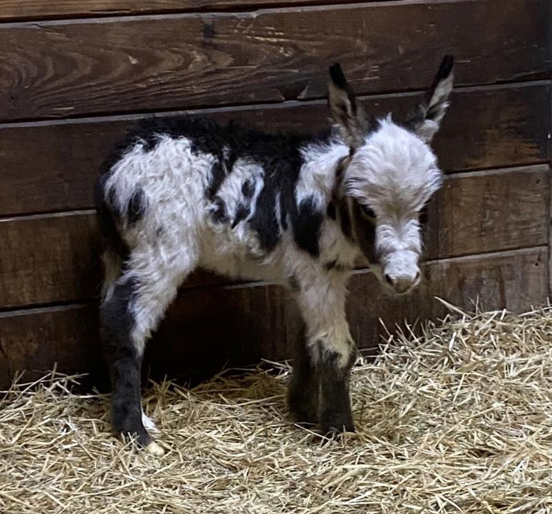 miniature donkey for sale colorado