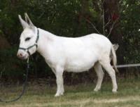 MJB Chip